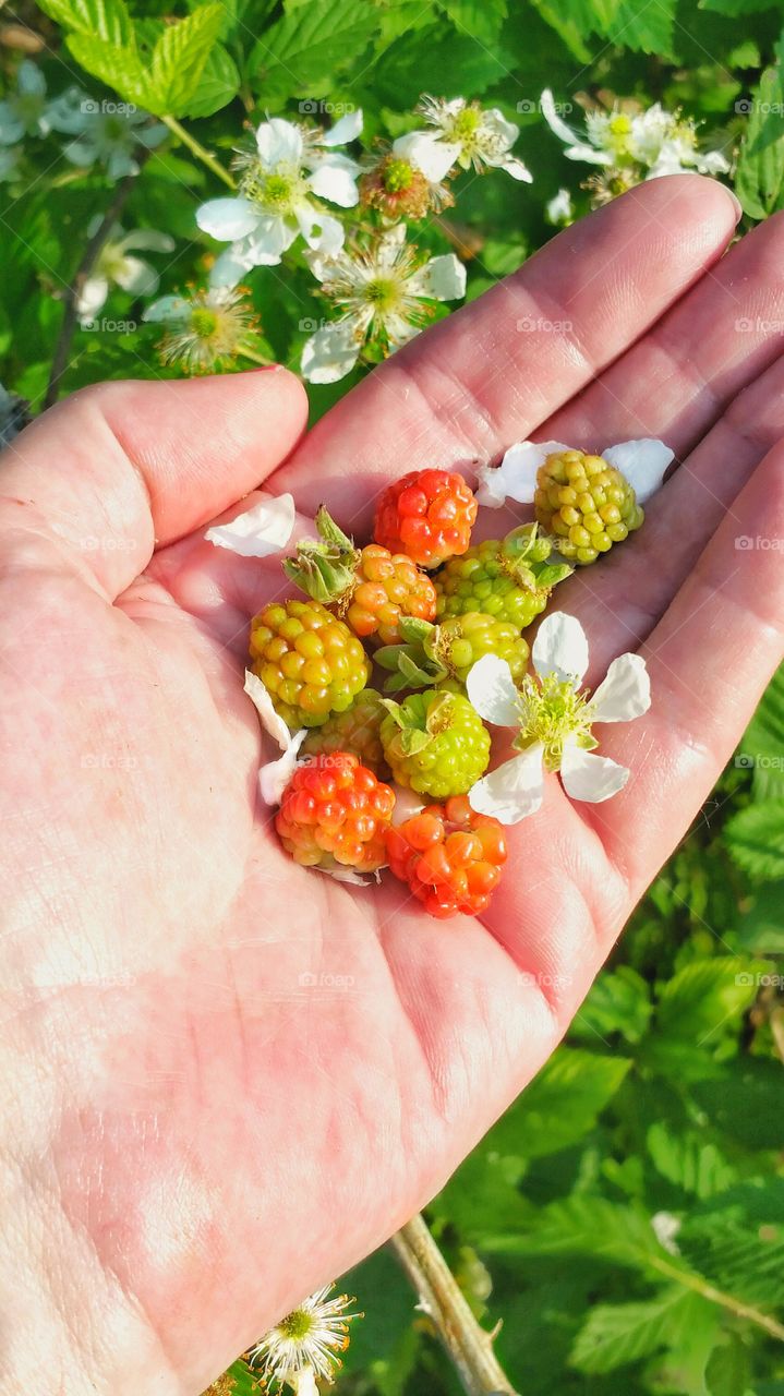 hand holding wild berries with the flowers