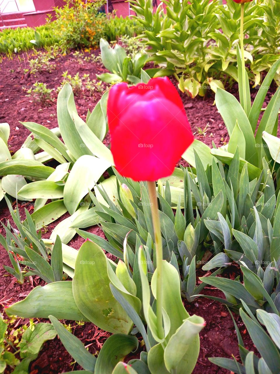 Tulip shining in grass