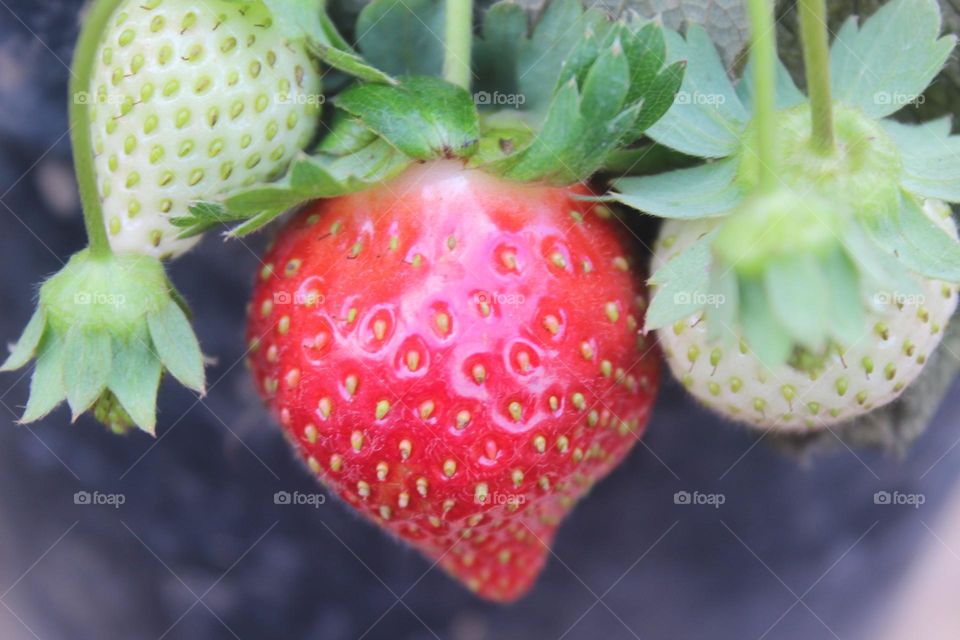 strawberry