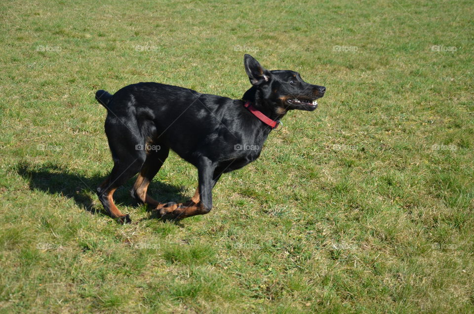 this photo taking in full action  represents my black dog running but it looks like it is falling