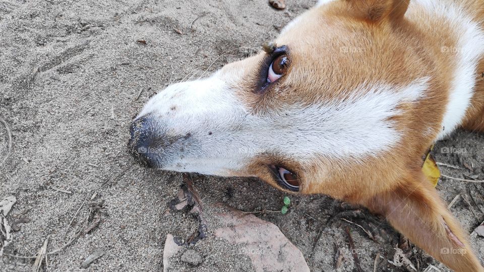 everything will say her eyes