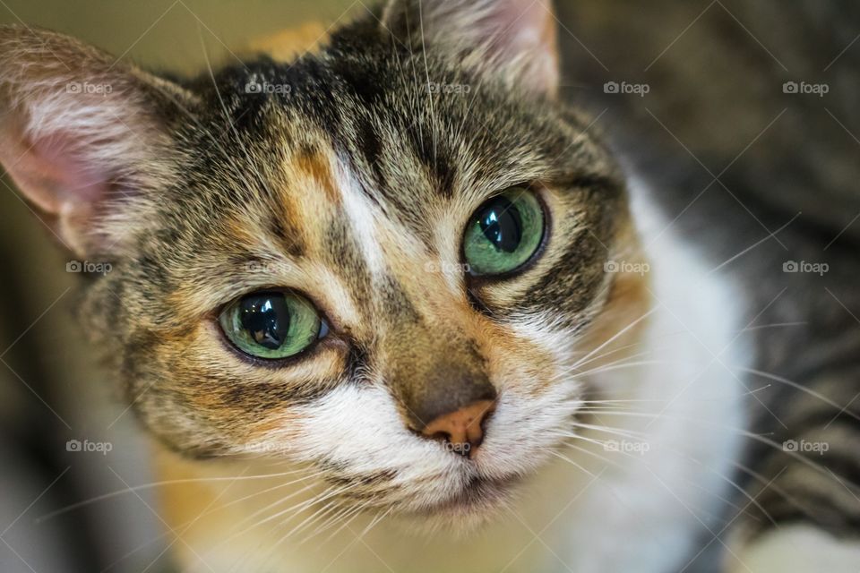 Horizontal closeup photo of a calico cat's face with bright green eyes