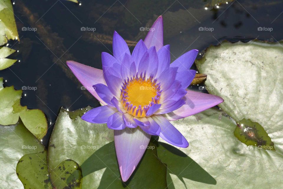 Purple Water Lily. Relaxing at Rabin Square in Tel Aviv, Israel, enjoying the beauty of nature