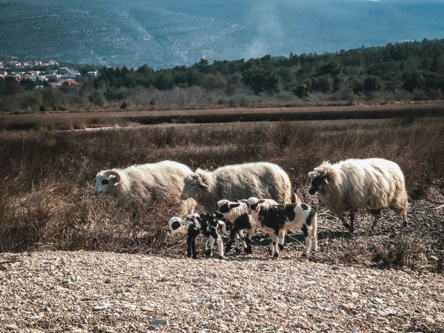 Sheeps in nature