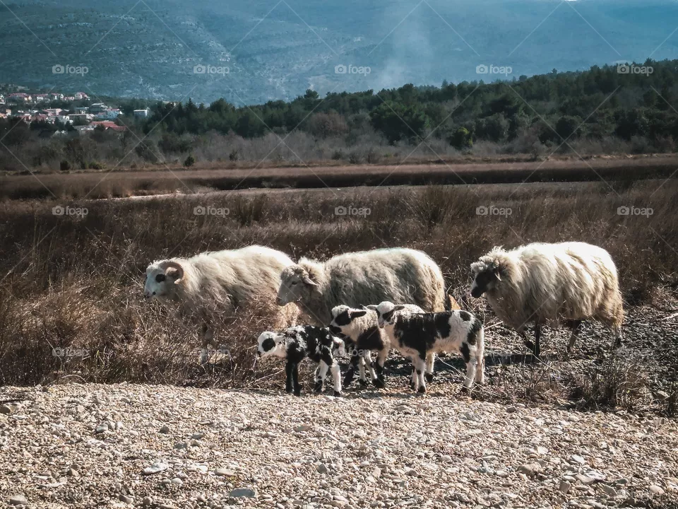 Sheeps in nature
