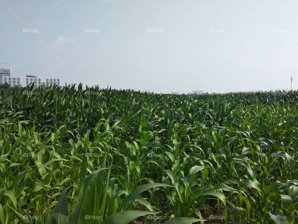 cornfield