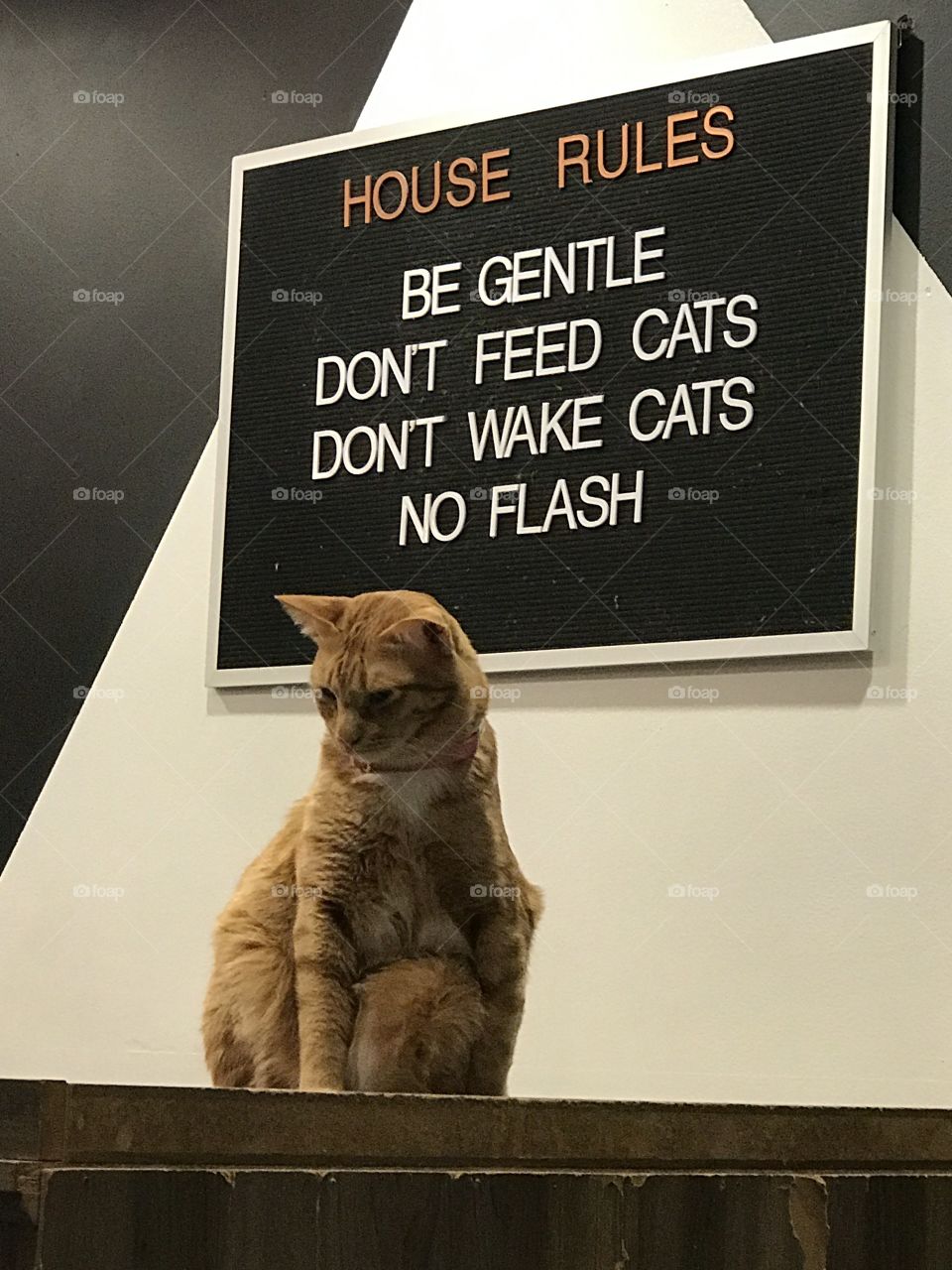 These rules apply to more than just this cat. Let’s keep the flashing to a minimum, shall we?