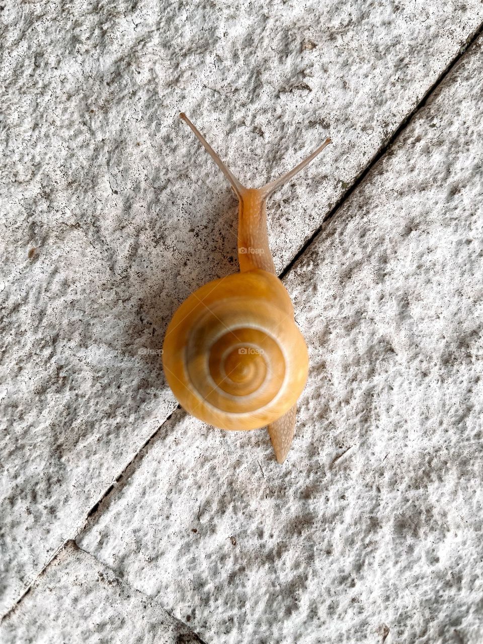 Yellow snail 