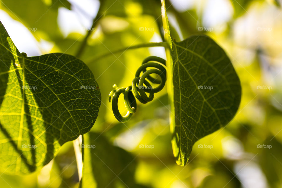 Plant part curled up with green leaves