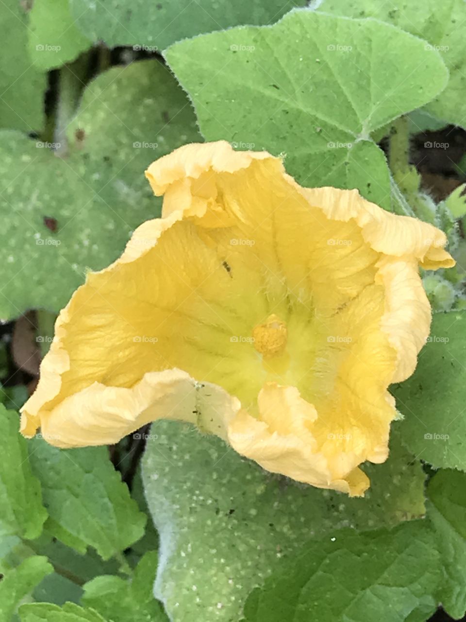 Squash plants