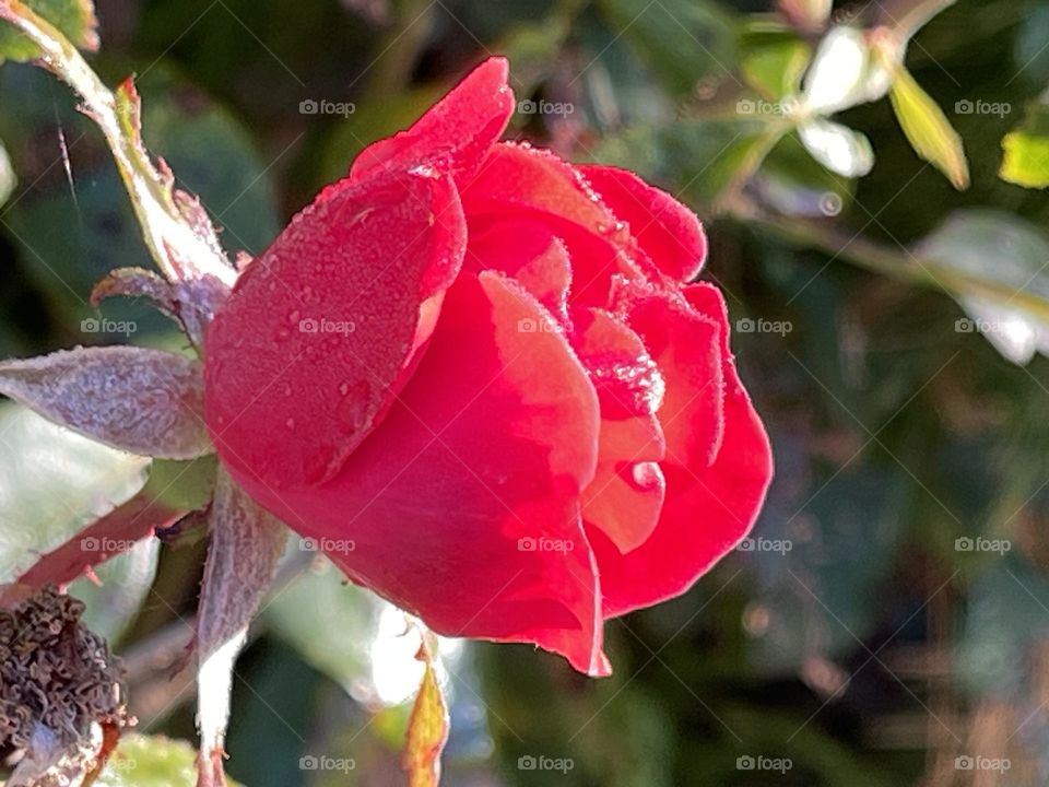 Beautiful flowers 