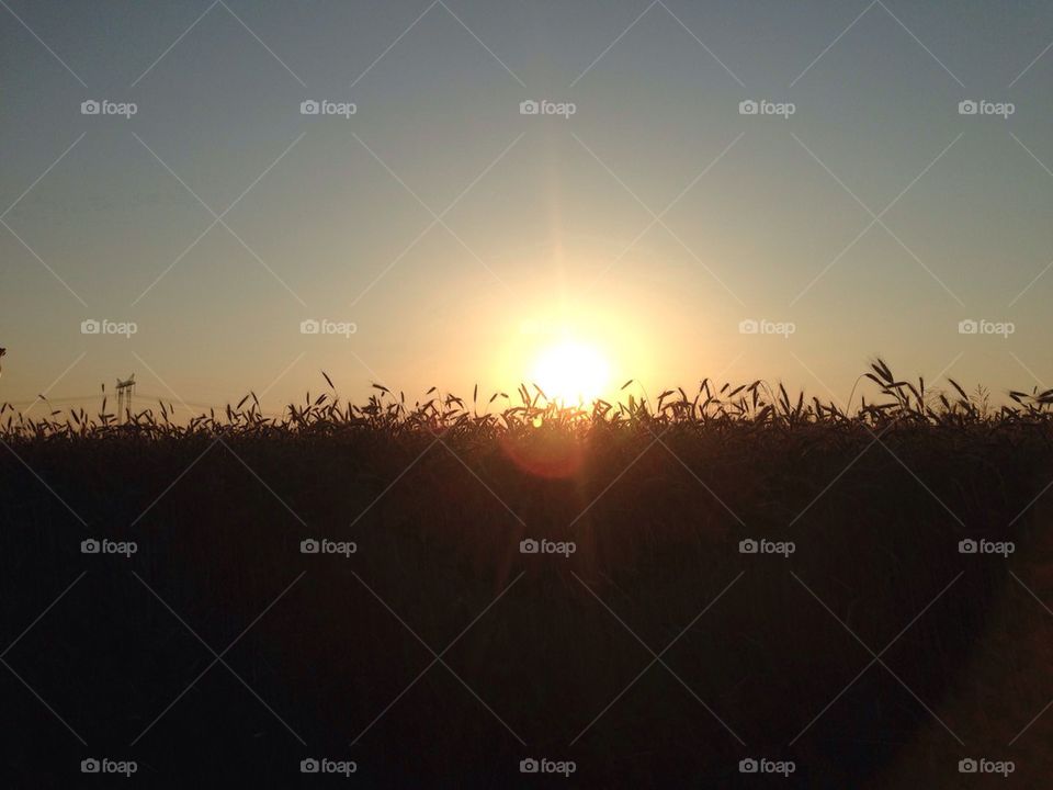 Beautiful nature's fields