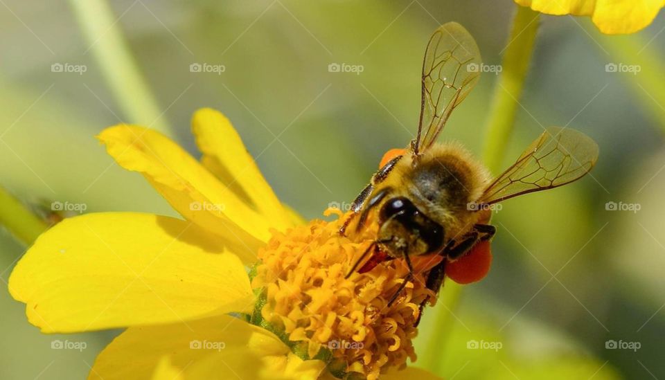 Bee on Flower Macro