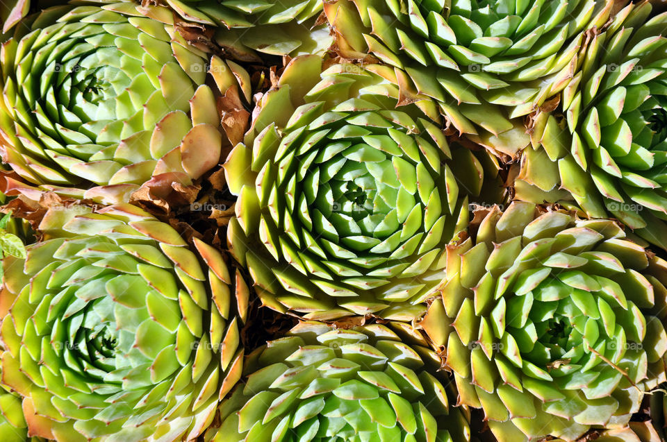 Close up of succulents. 