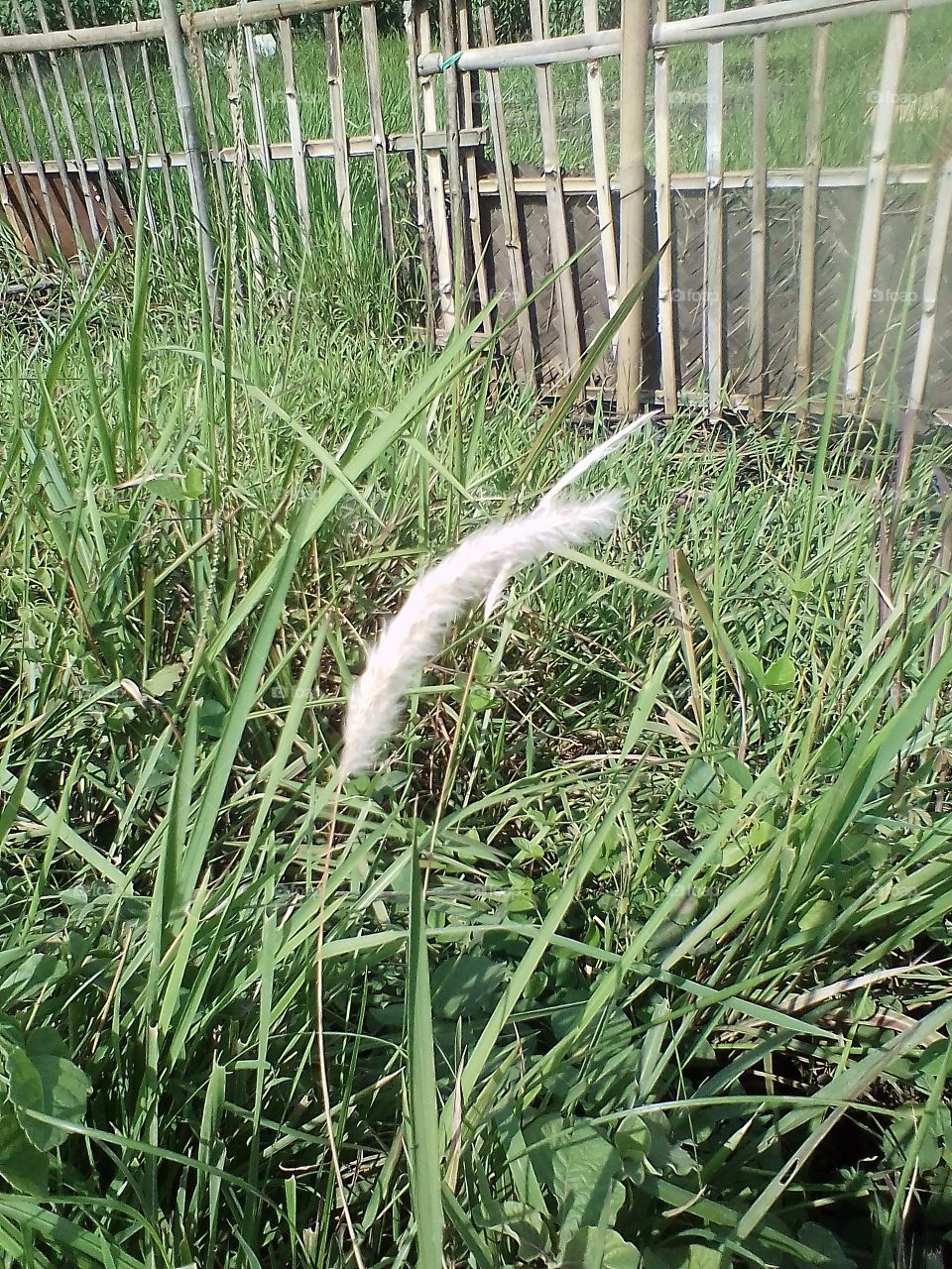 Grass that thrives on the roadside in a public cemetery