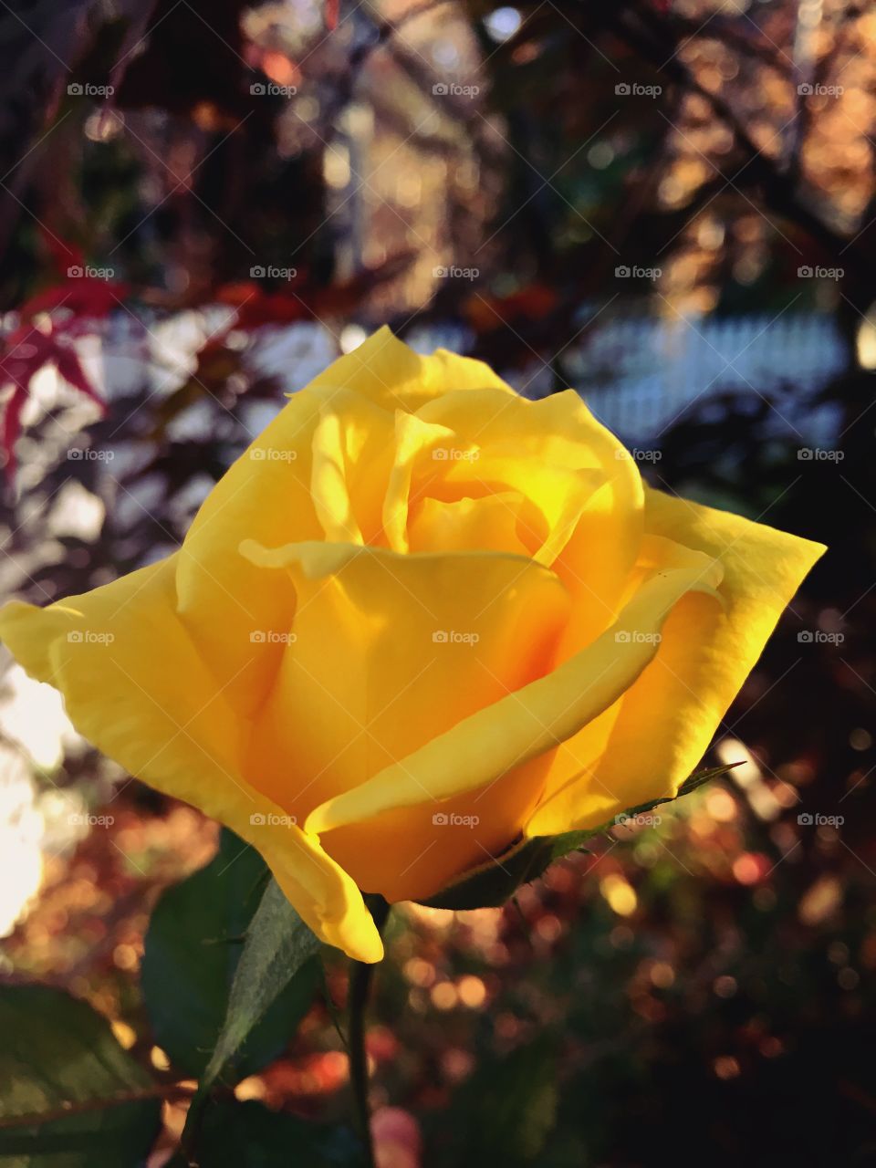 Late Bloomer. This yellow rose, blooming against the Autumn colors of November, reminds us that "late bloomers" are special:)