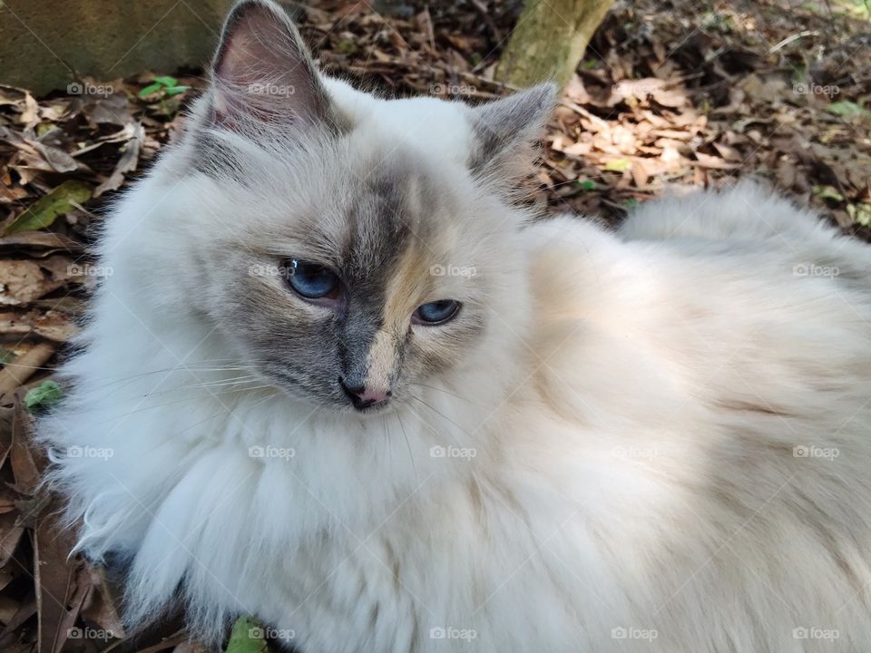 Close-up of white ragdoll cat