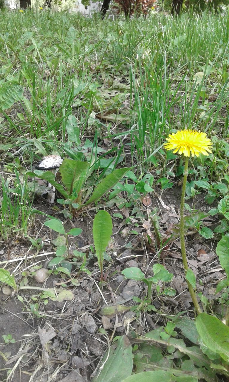 Mushroom and dandelion in the grass