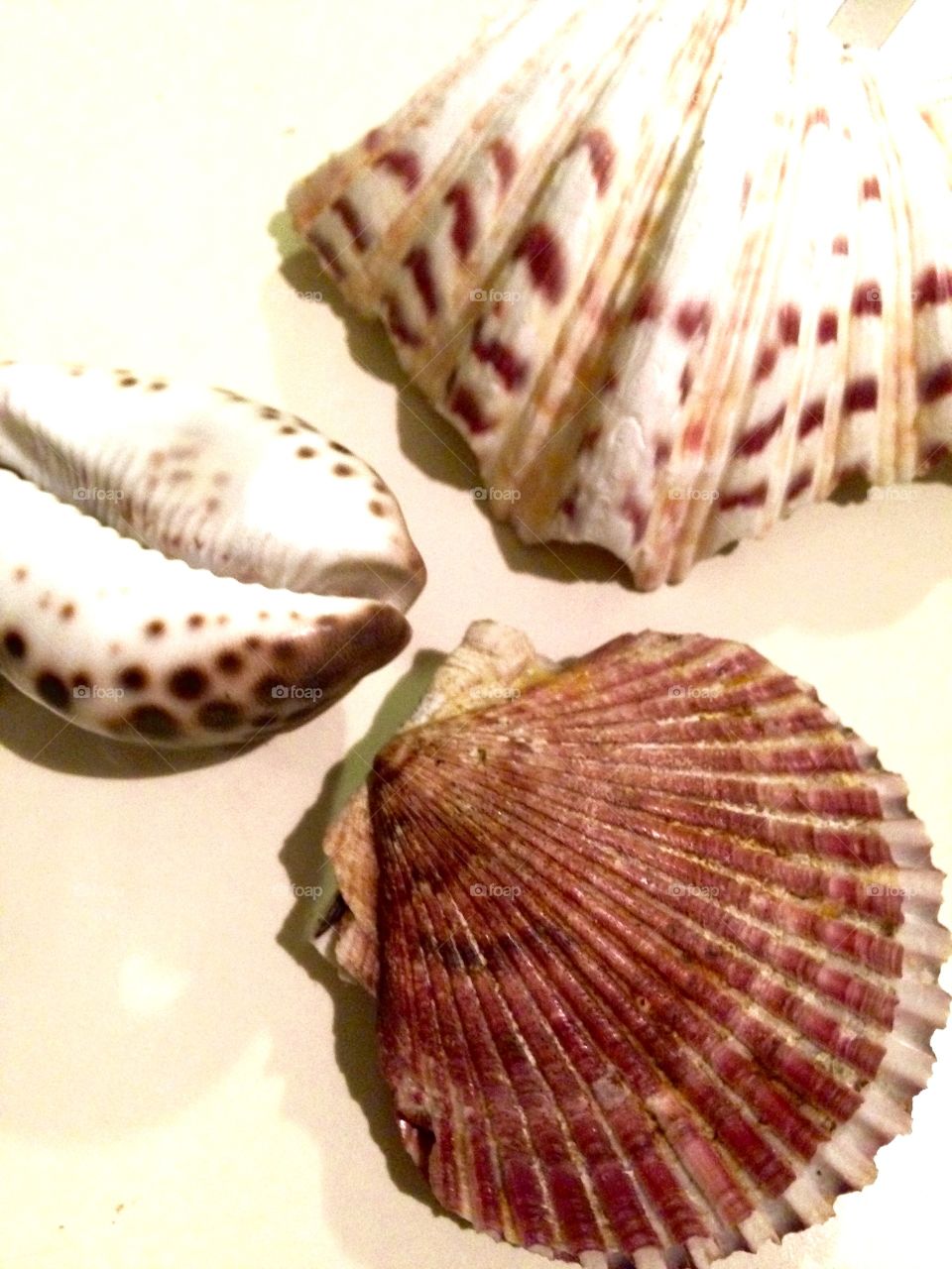 Close-up of seashells