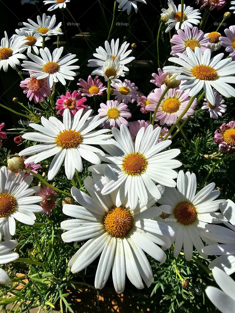 Marguerite daisy or Paris daisy, what a sight to see!