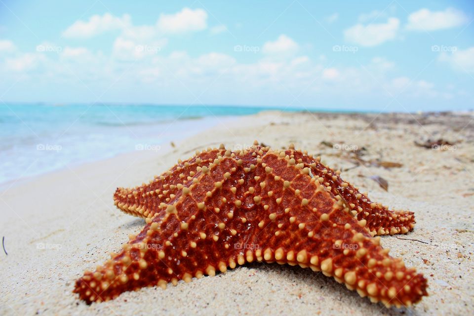 Starfish sitting in the sand of a gorgeous beach.