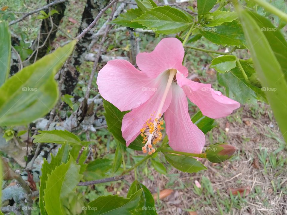 beautiful hibiscus in a rainy day