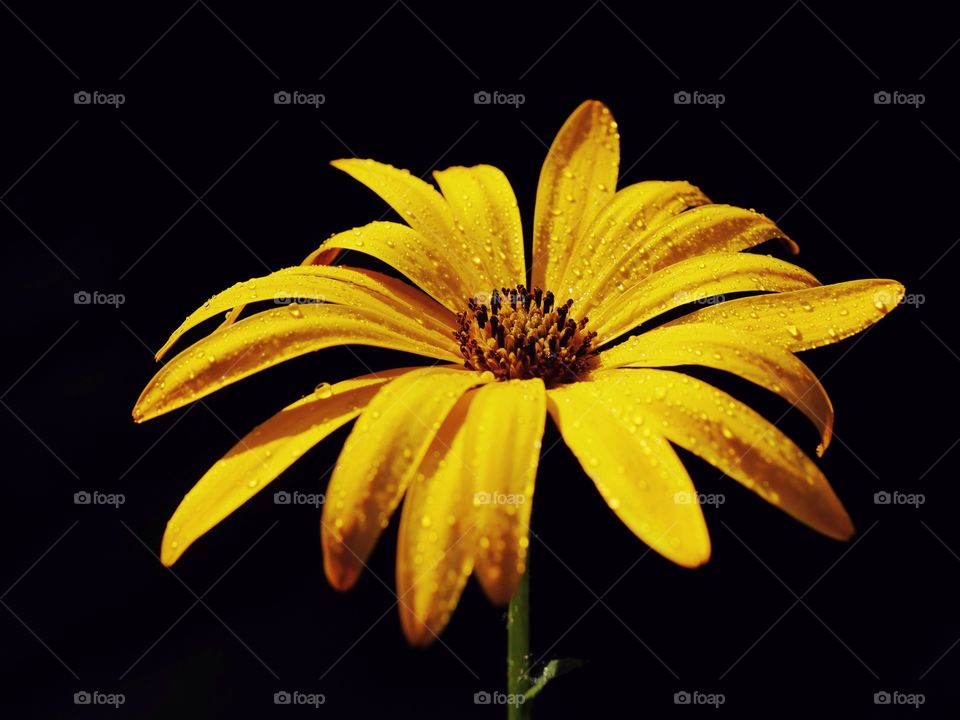 Wet flower portrait