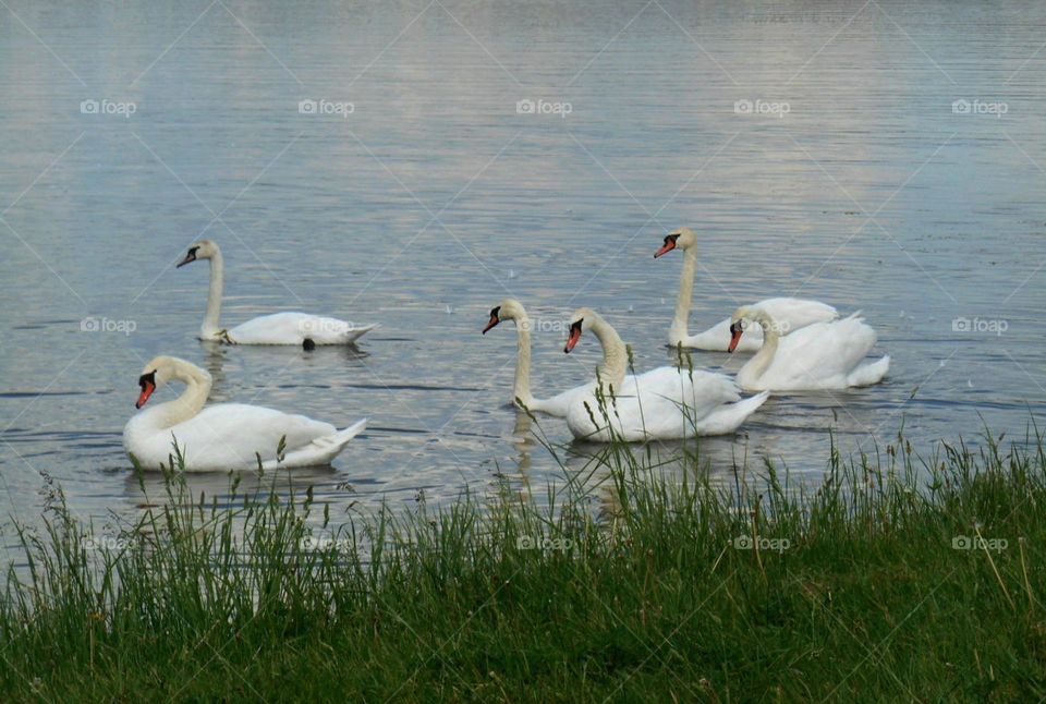 birds swans urban animal on a city lake