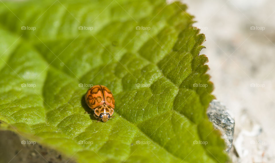 Ladybug on a green leaf.Close up