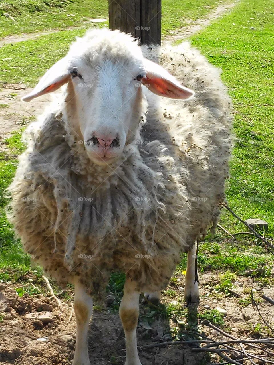 Sheep in the village 