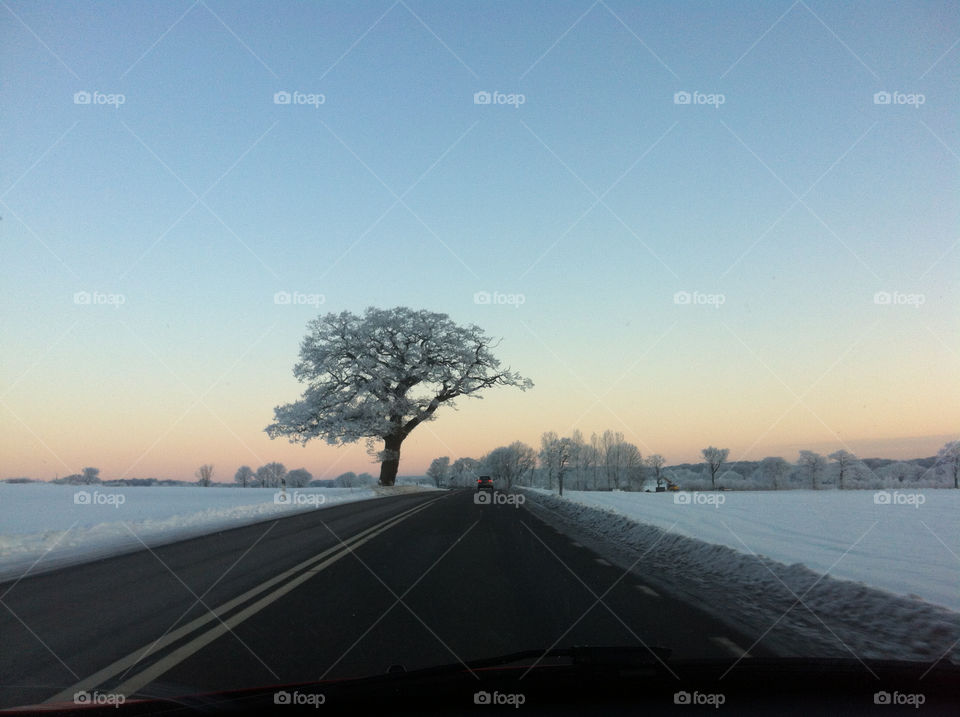 Beautiful view of a tree during the sunrise in the winter landscape of