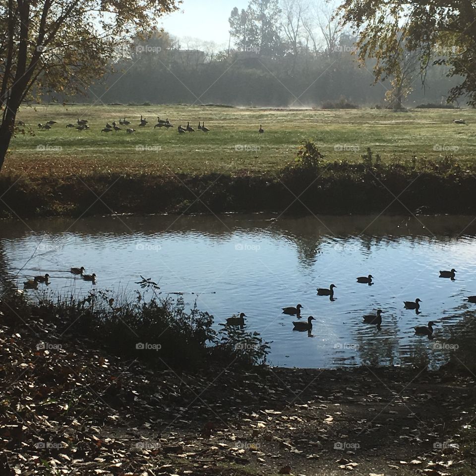 Ducks in water. Goose in back ground