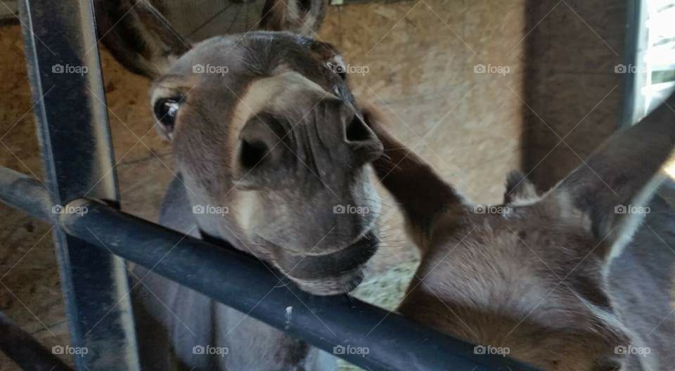 Equines Donkey