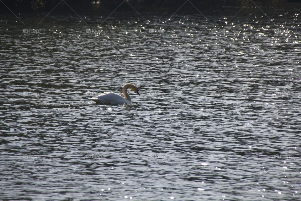 close up of a white swan