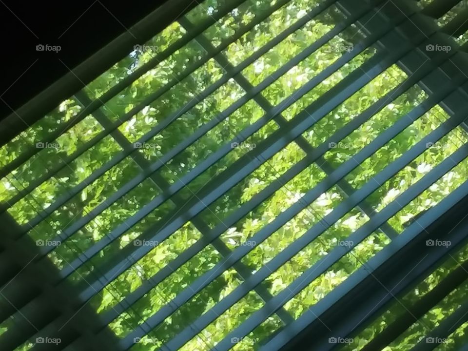 trees thru the blinds