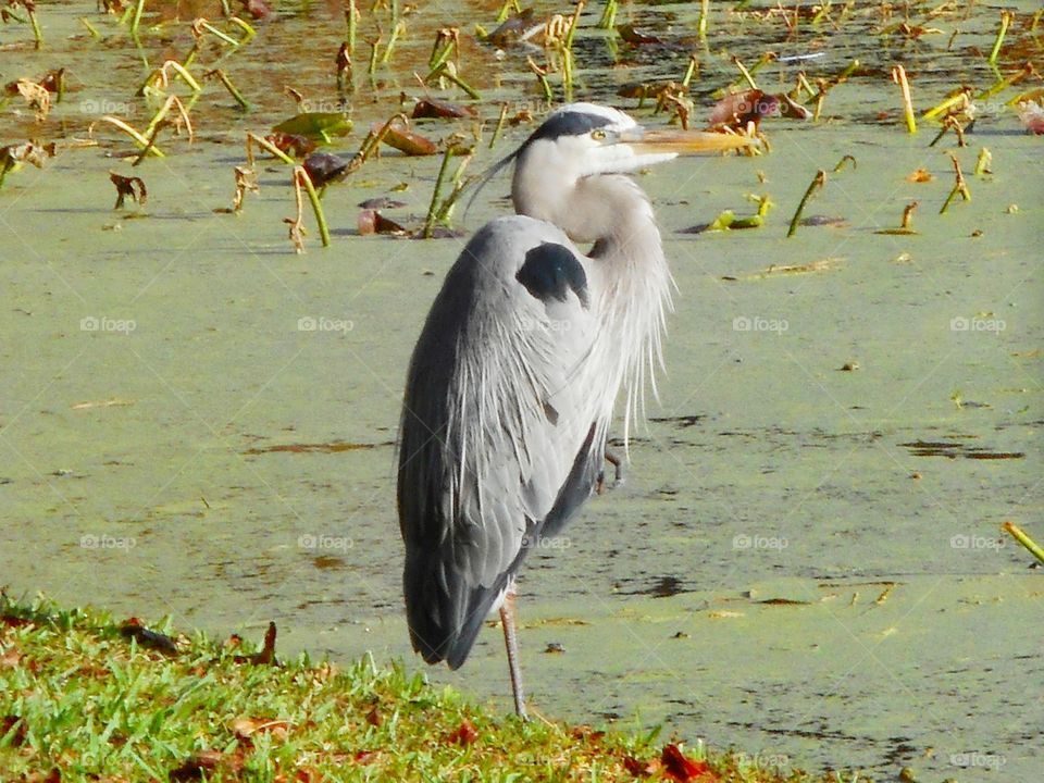 A Great Blue Heron standing on the shore and looking out over the lake at Lake Lily Park in Maitland, Florida.