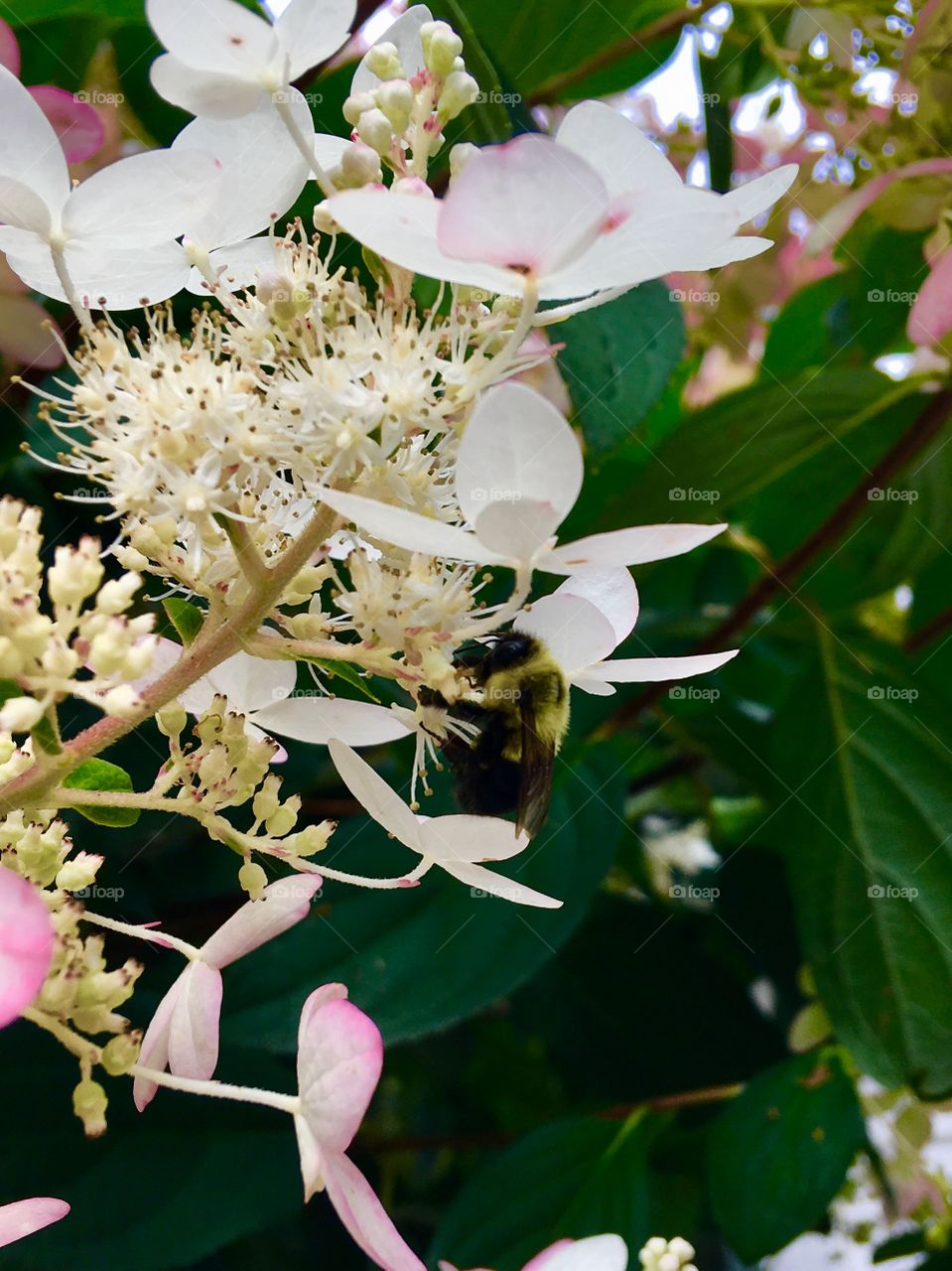Bumble bee in the hydrangea 