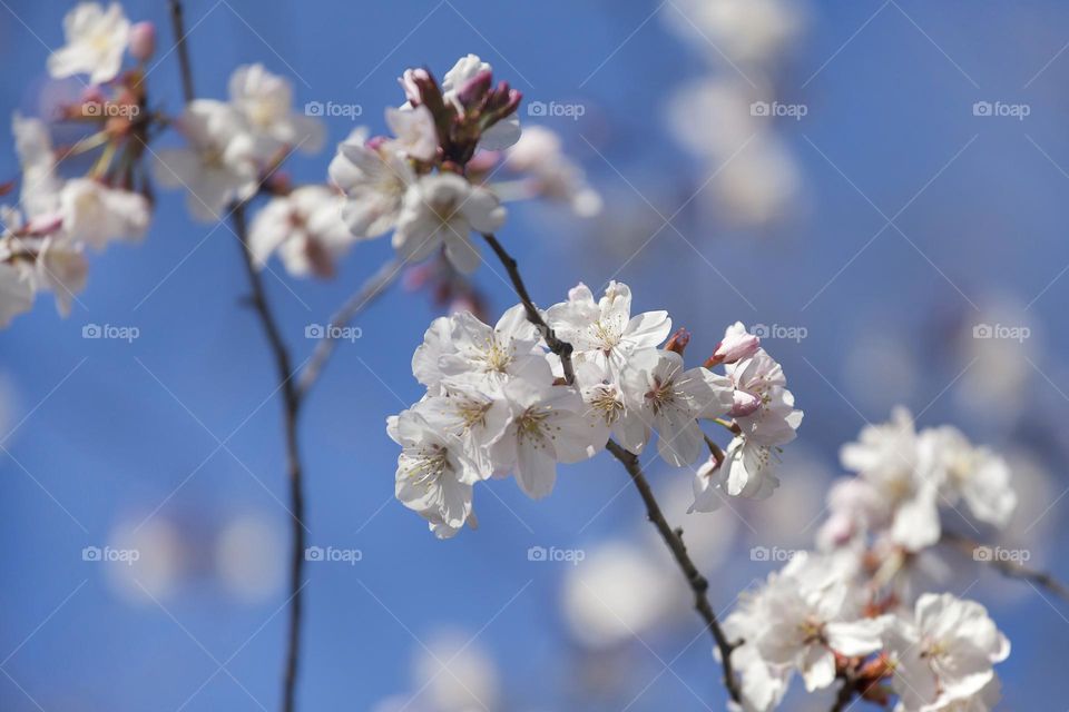 Cherry blossoms against blue sky