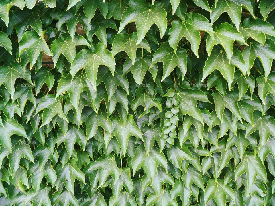 Texture of green leaves