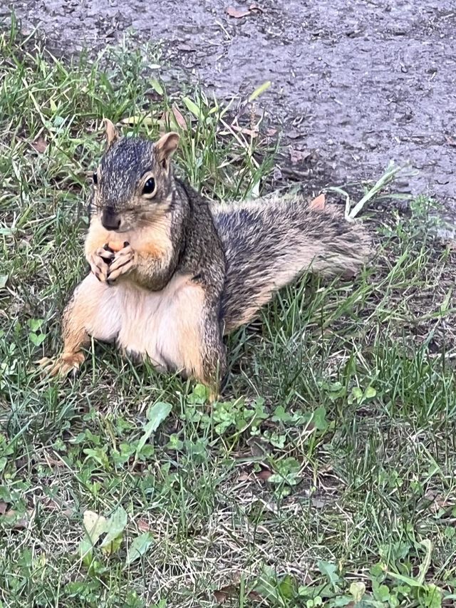 Squirrel 
