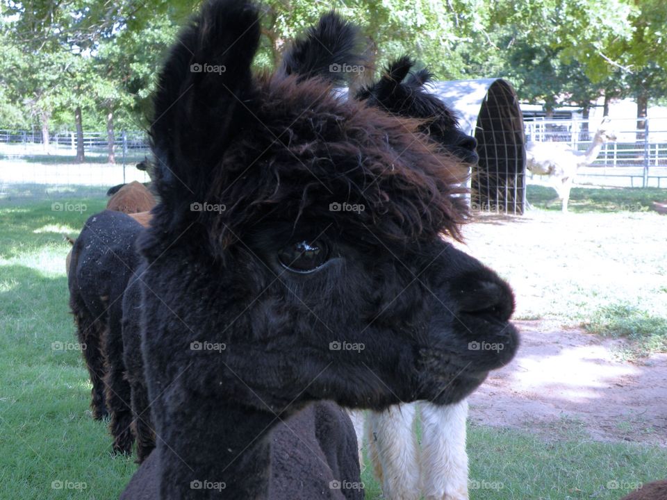 Close-up of black alpaca