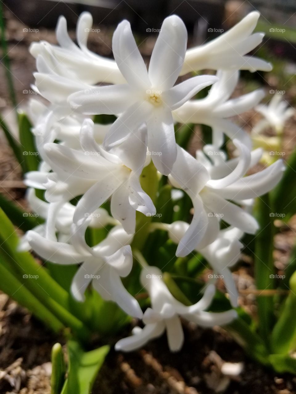 white hyacinths finally blooming! smells amazing