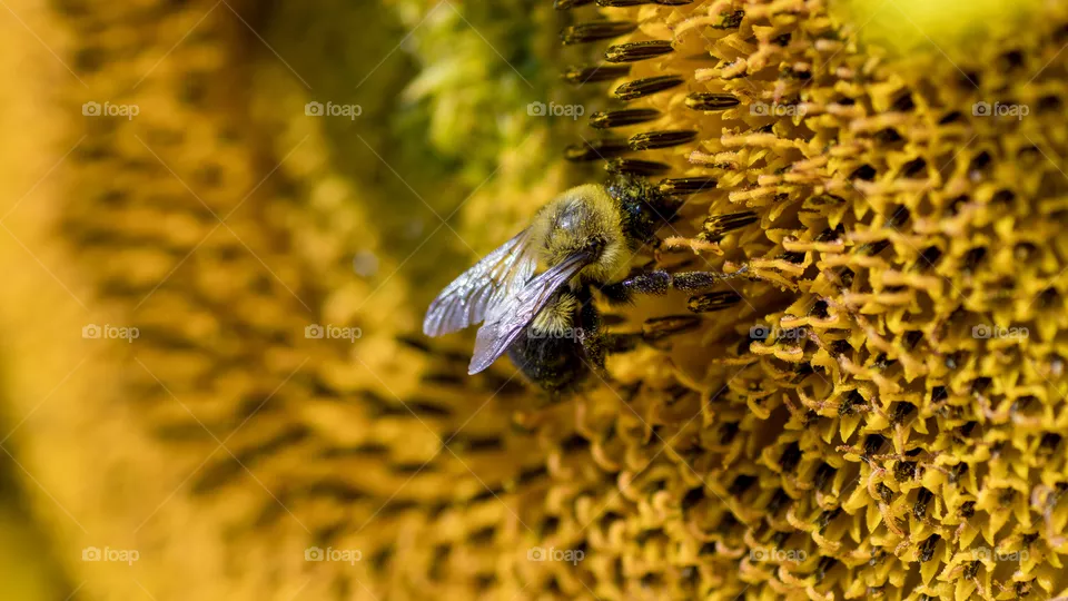 Macro of bee on flower