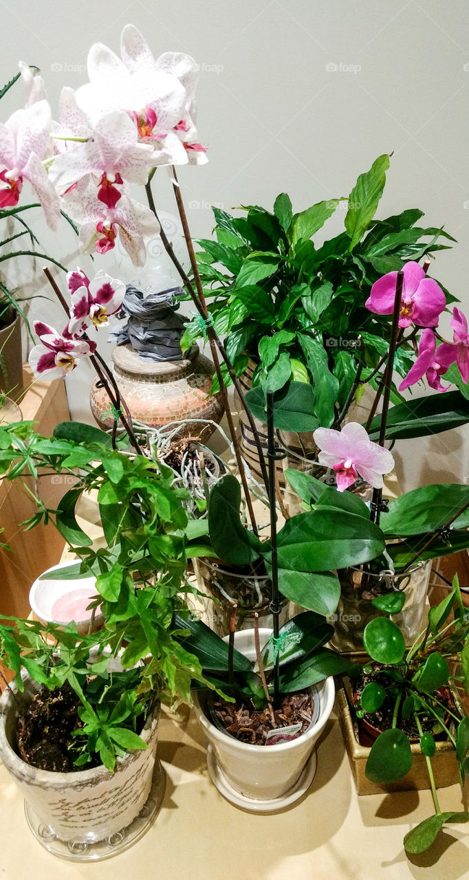 house plants in the pots