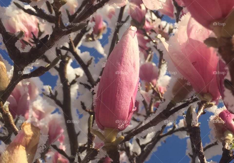 Spring magnolias