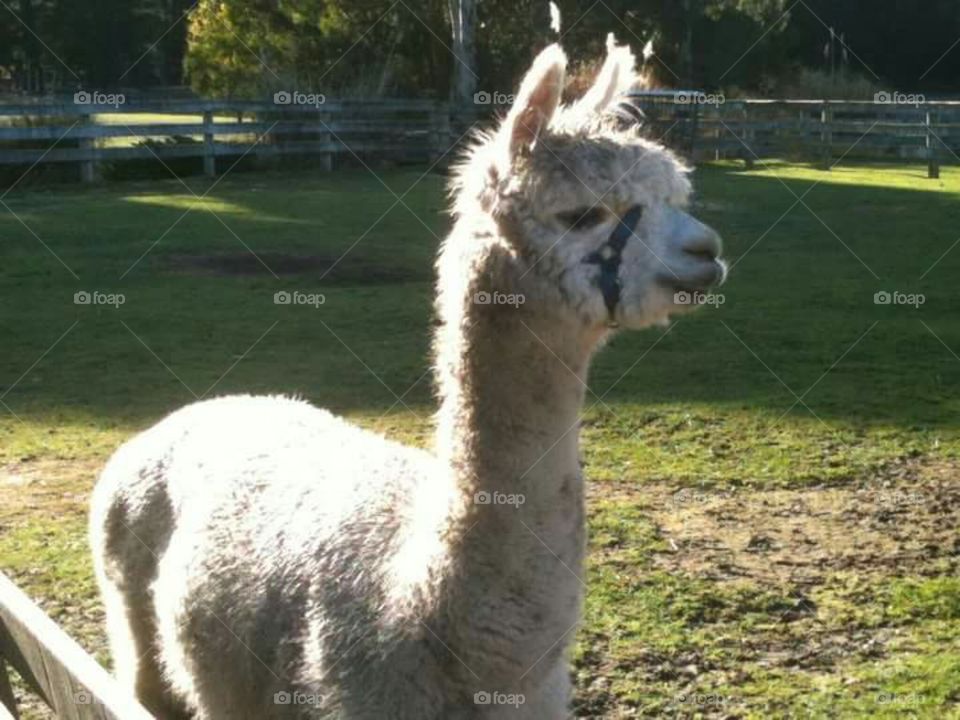 Side view of white alpaca