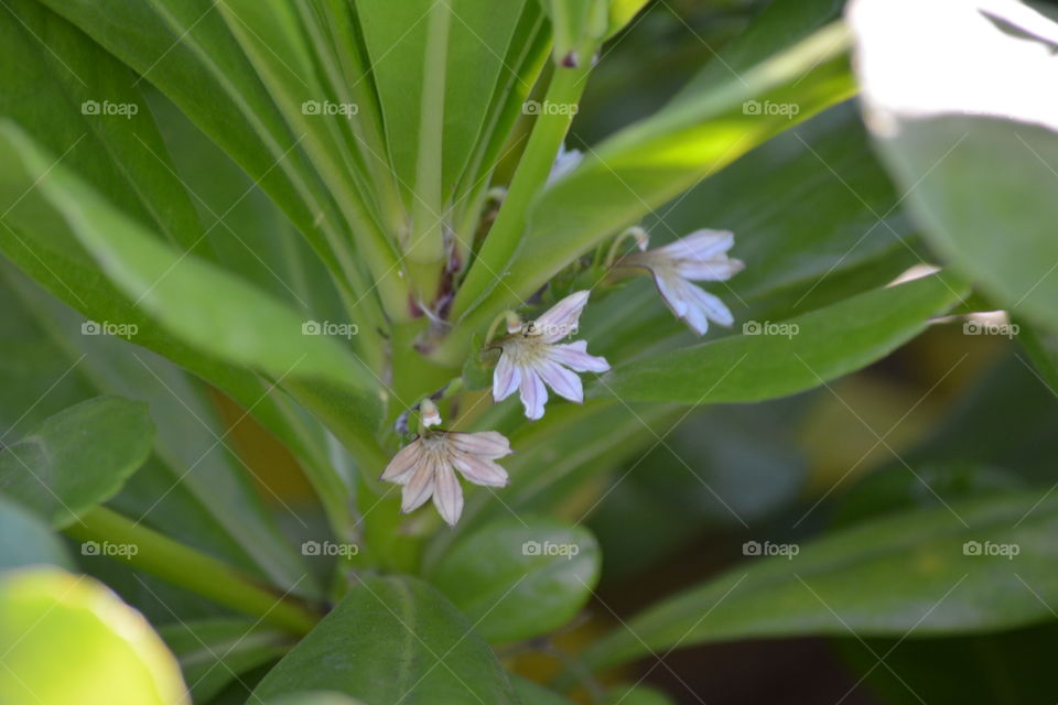 Small purple flowers 