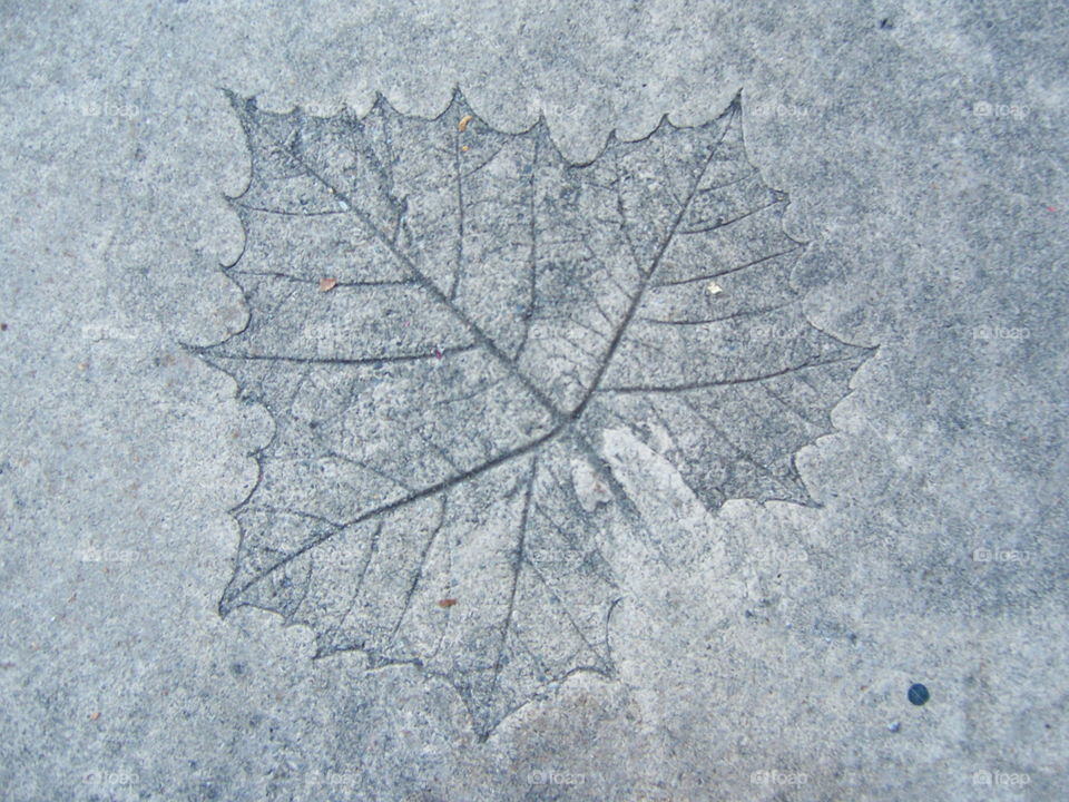 cemented leaf imprint