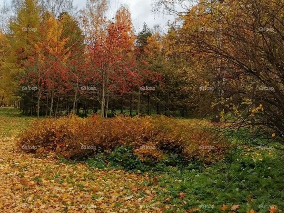 Сибирские краски