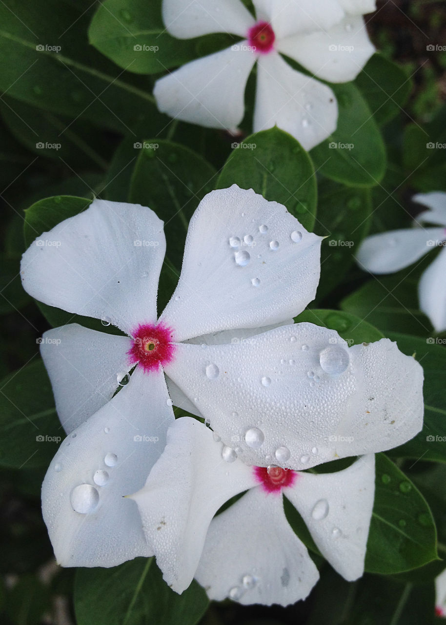 Droplets on white.